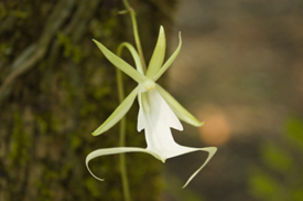 La rara y misteriosa orquídea fantasma