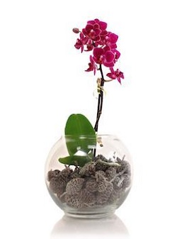 4 formas de regalar orquídeas esta Navidad