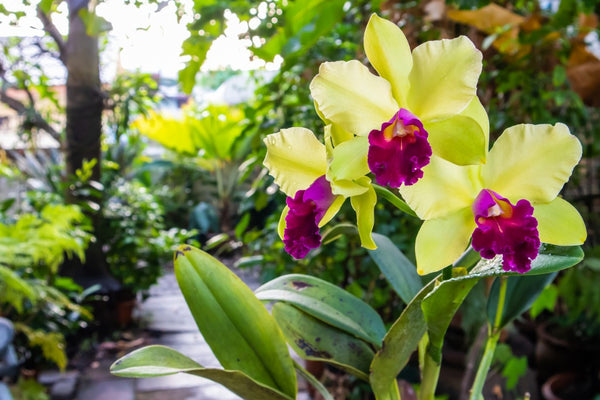 Cuidado de las orquídeas: ¿Se pueden poner las orquídeas al aire libre en verano?