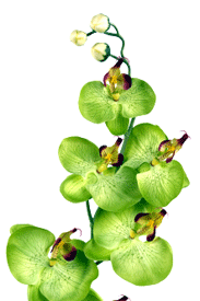 Celebra con orquídeas verdes
