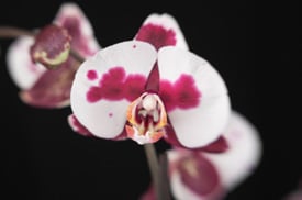 Simplemente agregue orquídeas de hielo para crear una exhibición de Halloween “inquietante”