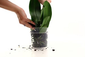 Pasos para trasplantar una orquídea Phalaenopsis, Parte 2 de 2
