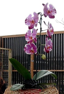 Nuevo híbrido de orquídea Phalaenopsis revelado en los Países Bajos