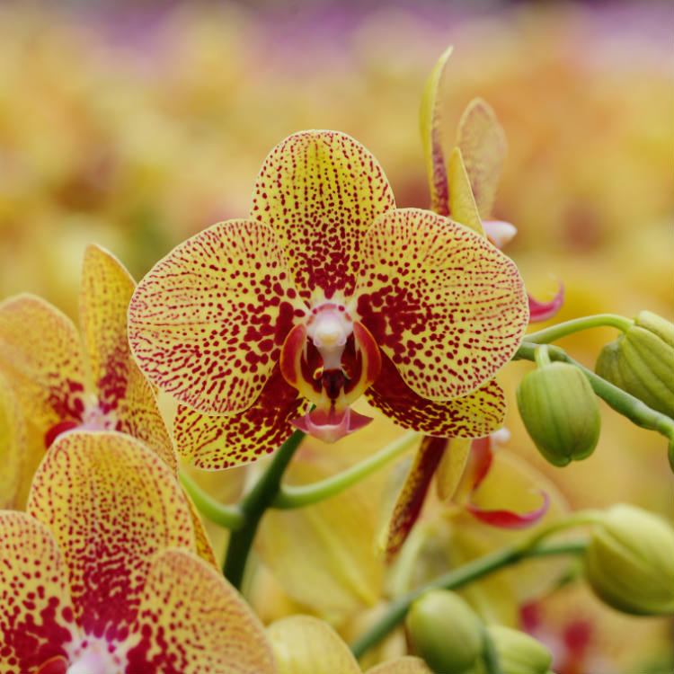 Cómo fertilizar una orquídea