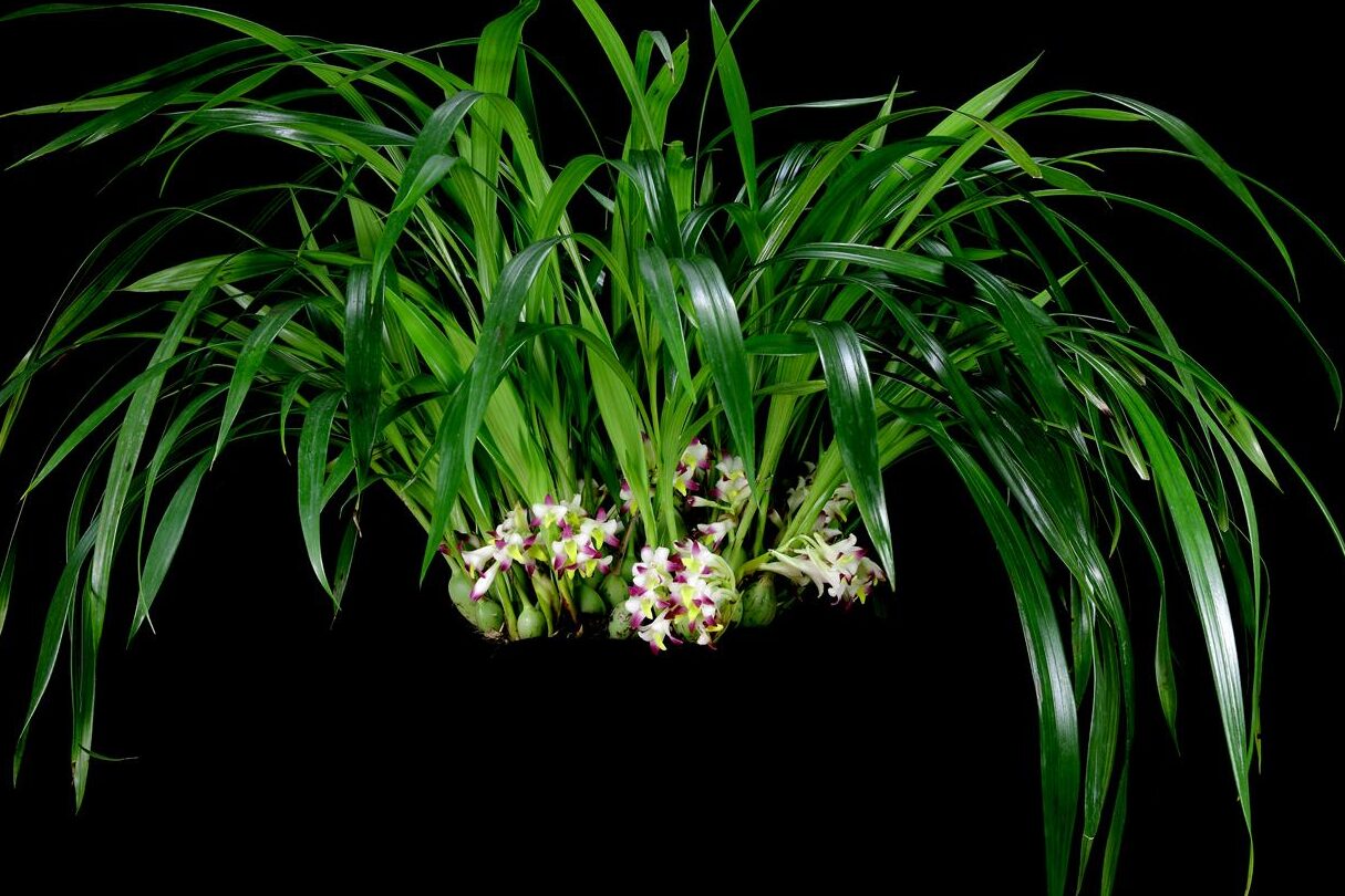 https://www.aos.org/orchids/collectors-items/green-flowered-orchids.aspx