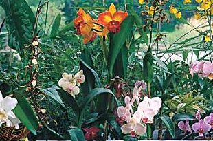 https://www.aos.org/orchids/orchid-care/how-do-i-feed-my-orchid.aspx