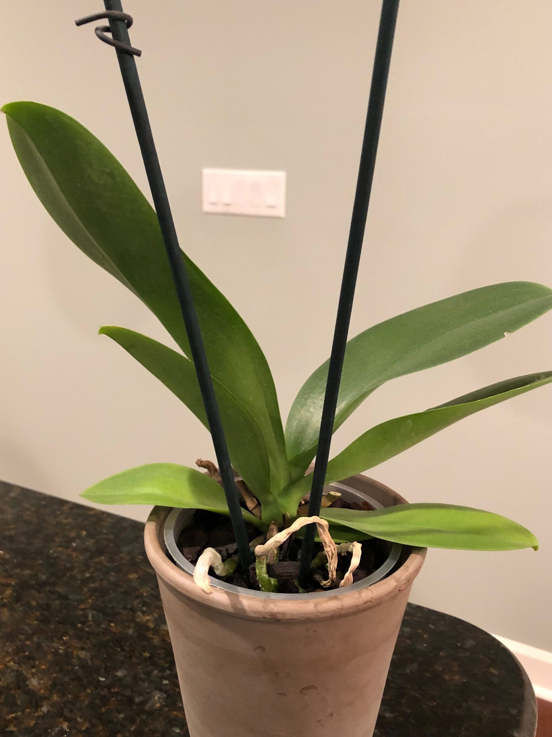 https://www.aos.org/orchids/orchid-care/where-in-the-house-can-i-grow-my-orchid.aspx