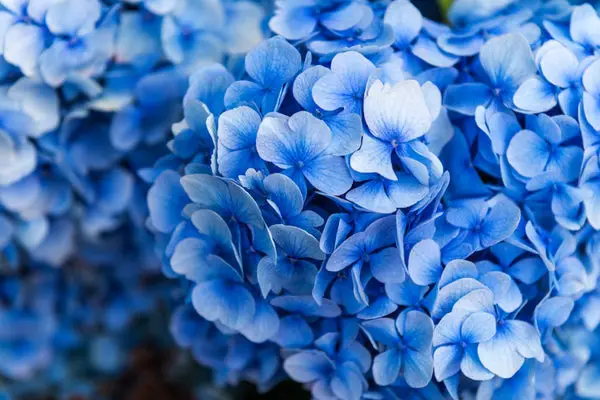 Florece en azul y es el color del año 2020 de Pantone