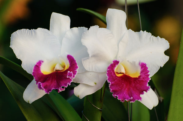 Orquídeas Cattleya: Las fascinantes orquídeas de clip