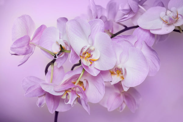 Cómo cuidar las orquídeas durante la floración.