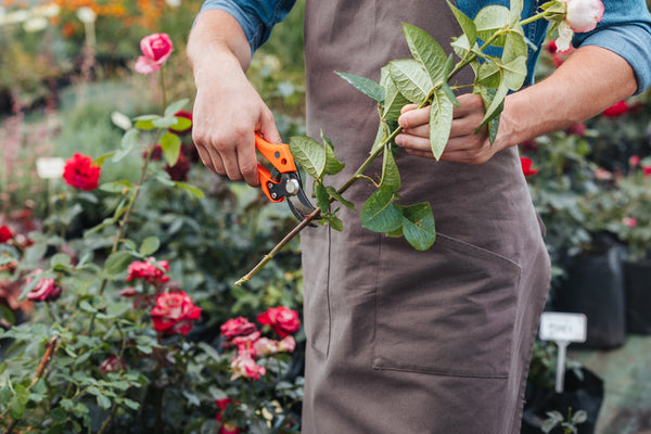 Cómo crear tu propio jardín de flores cortadas