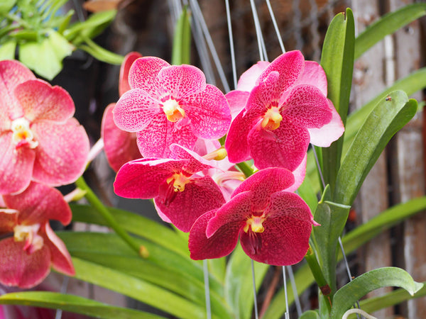 El padre de las orquídeas tailandesas se despide a los 95 años