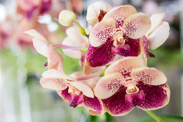 ¿Las orquídeas son comestibles? - República de las Orquídeas