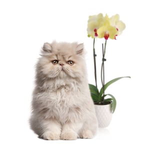 3 formas de mantener tus orquídeas creciendo y libres de gatos
