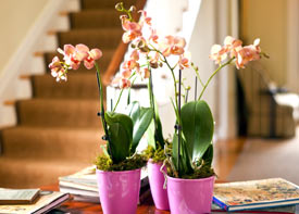 ¡Ganar orquídeas gratis nunca ha sido tan fácil!