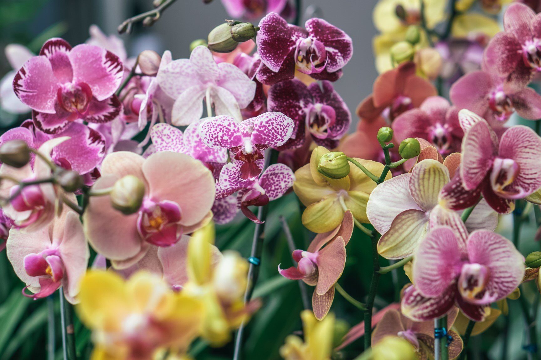 Las orquídeas son flores inspiradoras, especialmente cuando están en plena floración.