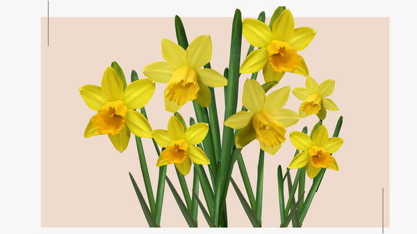 Narcisos: flores de nacimiento en marzo – Orchid Republic