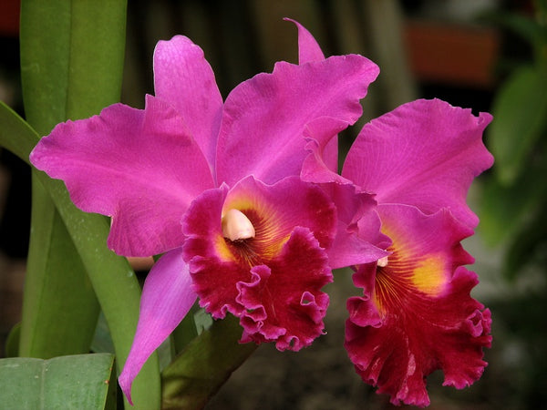 Orquídeas Primera Dama – República de Orquídeas