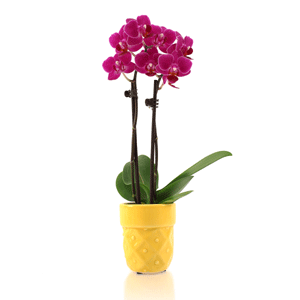 Decorar con orquídeas Phalaenopsis