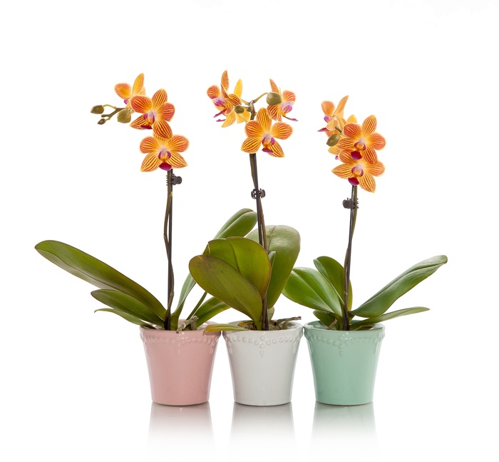 3 formas de utilizar mini orquídeas para su próximo evento de hermandad de mujeres