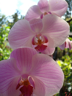 Simplemente agregue orquídeas de hielo y haga una maravillosa sorpresa para el Día de la Madre.