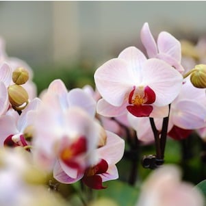 Celebre hoy el quinto aniversario de Just Add Ice Orchids [Giveaway]