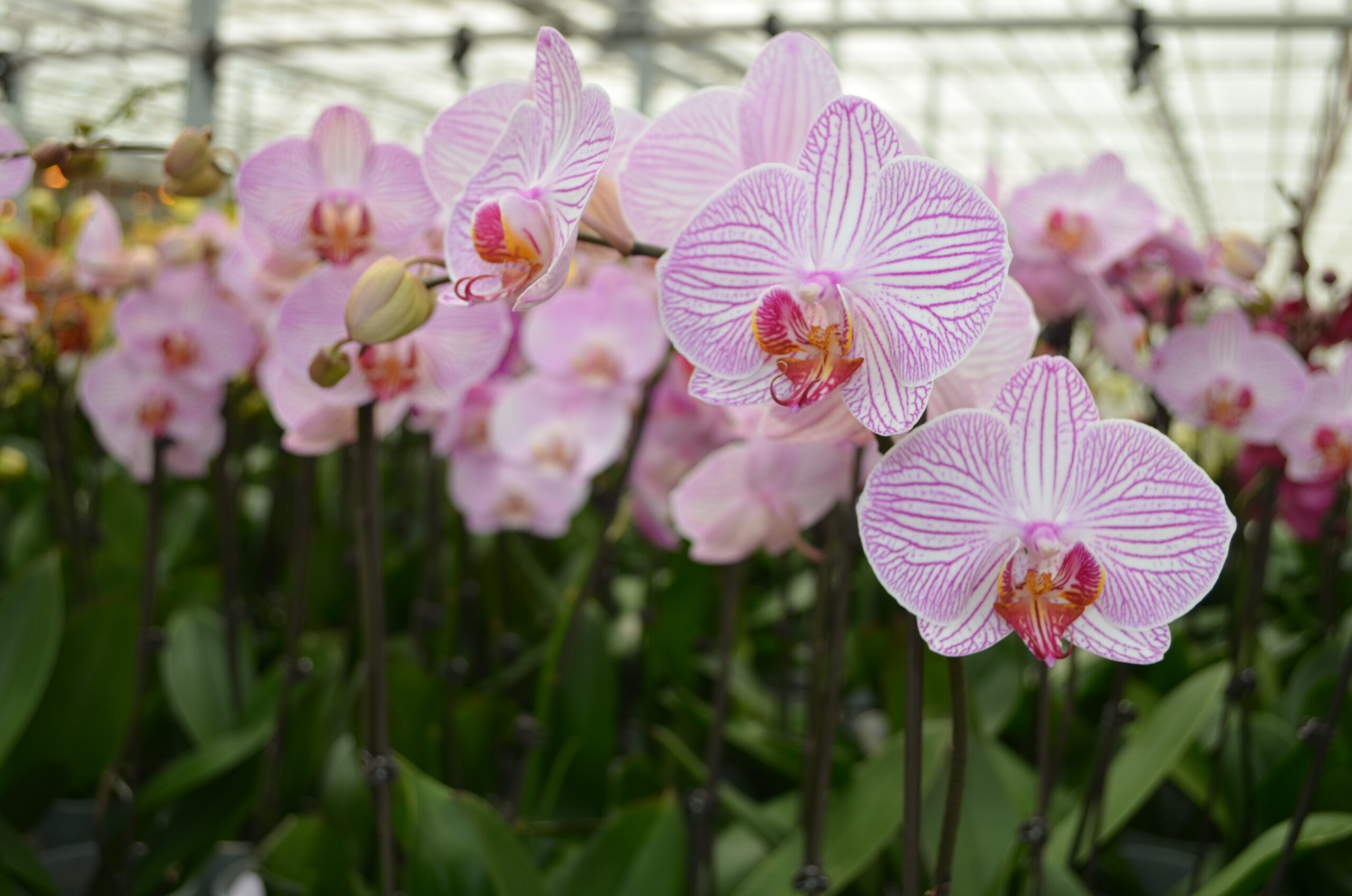 Cómo ganar una orquídea gratis y más