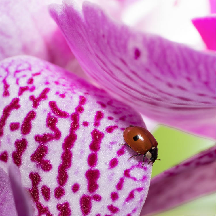 Escarabajos de las orquídeas que son buenos para tu planta