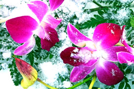 Consejos para el cuidado de las orquídeas: mantener las orquídeas en invierno