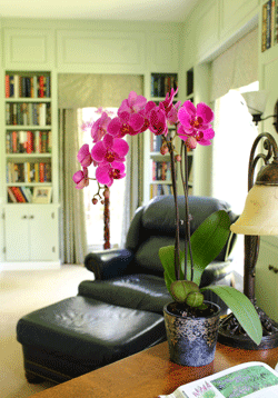 Conceptos básicos del cuidado de las orquídeas: temperatura