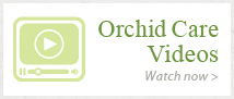 Vídeos sobre el cuidado de las orquídeas.