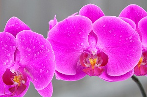 Los videos sobre el cuidado de las orquídeas brindan consejos para los nuevos propietarios de orquídeas Just Add Ice