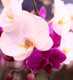 Hay un color de orquídea para cada ocasión