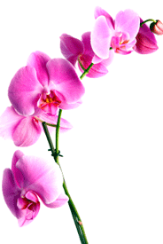 Simplemente agregue orquídeas heladas y haga el regalo perfecto para el Día del Padre.