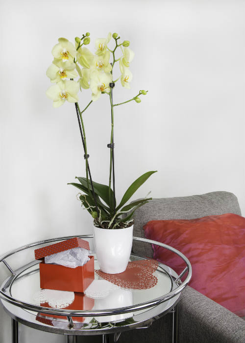 Por qué la entrega de orquídeas es mejor que un ramo de flores para el Día de San Valentín