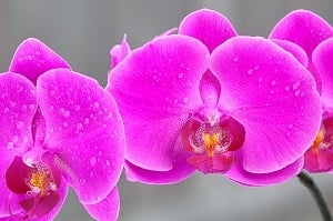 Cómo tratar las enfermedades de las orquídeas