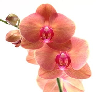 ¿Los remedios caseros para las orquídeas son útiles o perjudiciales?