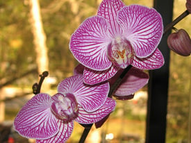 Orquídeas Phalaenopsis inusuales creadas mediante hibridación