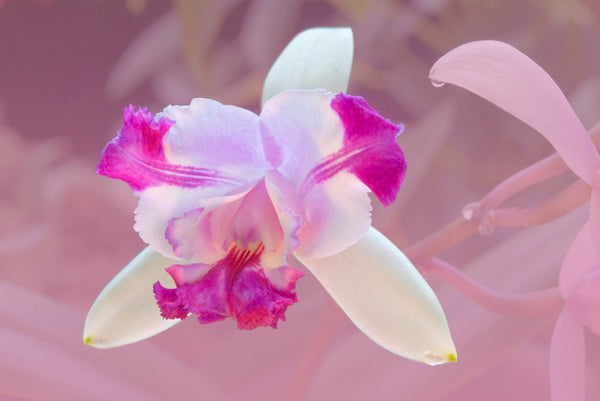 Orquídeas Laelia, Las Orquídeas Mayflower | República de las orquídeas