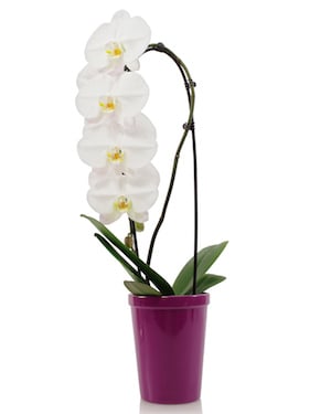 ¿Necesitas un regalo de última hora? ¡Por qué los regalos de orquídeas son perfectos!
