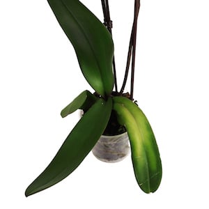 Decoloración de las hojas de orquídeas: lo que puedes hacer