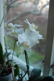 Consejos de temperatura para crear un ambiente ideal para las orquídeas