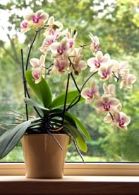 A las orquídeas les gusta la luz solar indirecta