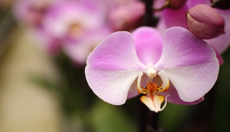 Cómo evitar que las plagas de orquídeas arruinen tu planta este verano