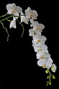 Más consejos para tomar hermosas fotografías de orquídeas