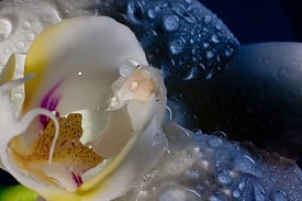 Las exposiciones de orquídeas atraen a numerosos fotógrafos