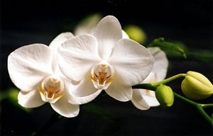 Consejos para tomar impresionantes fotografías de orquídeas