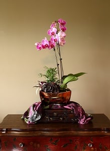 ¿Qué hacer con la corteza de maceta de orquídeas usada?