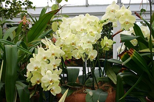 Fertilizante importante para que las orquídeas vuelvan a florecer