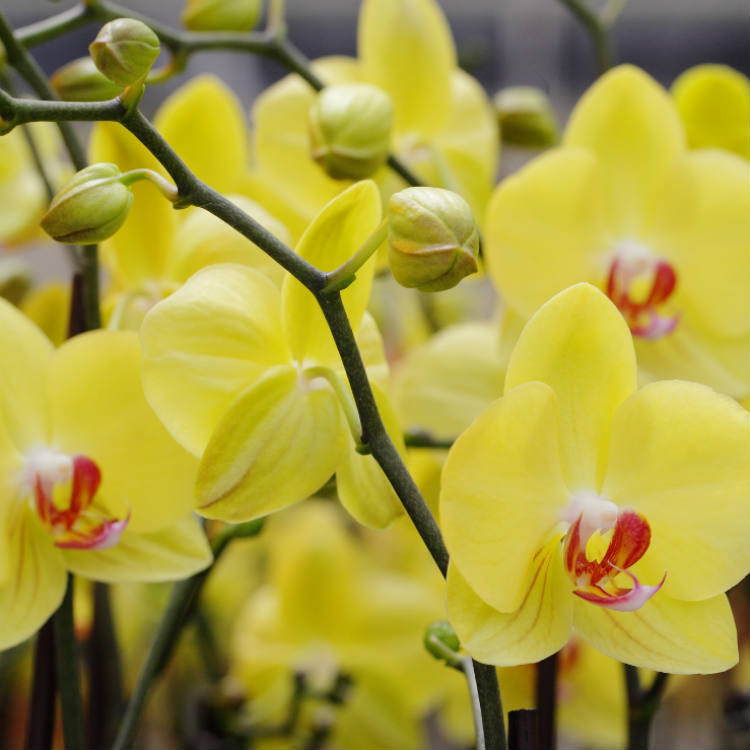 Video sobre el cuidado de las orquídeas: conceptos básicos para que las orquídeas vuelvan a florecer